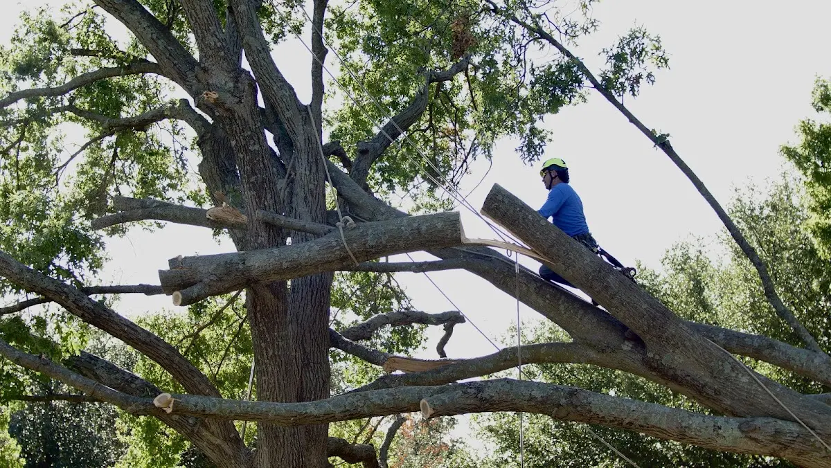Professional Crown Thinning performed by certified arborists in Talking Rock