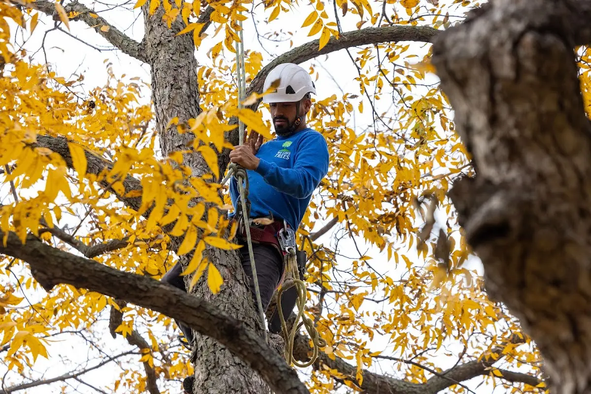 Skilled Tree Trimming crew working in Talking Rock